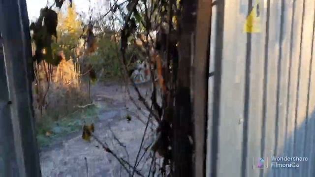 119. Виноград и Розы подготовил к укрытию на зиму..mp4 смотреть онлайн