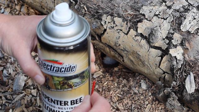 Hornets are a problem at Spirit Forest! Got my first sting - S4 -Ep#41 смотреть онлайн