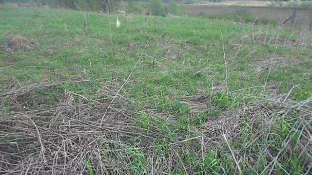 1. Гнездо совы. 4 яица. 16 мая 2015г. смотреть онлайн