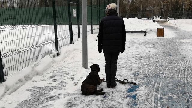 Дрессировка и воспитание собак. Отработка выдержки. смотреть онлайн