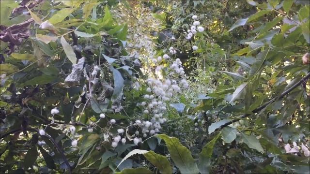 Ботанический сад им. Н.Н. Гришко - КИЕВ. Неожиданные экспонаты, свадьбы и отдыхающие смотреть онлайн