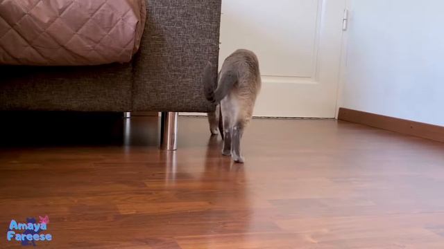 Kittens meet their Godmother Cat for the first time | Funny Thai Kittens ? Traditional Siamese cats смотреть онлайн