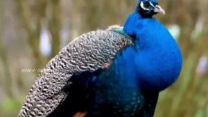 Beautiful Birds. Наша планета. Мир птиц. Разнообразие птиц. Птицы. Красивые птицы