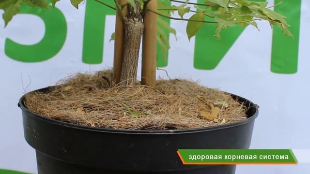 Супер новинка шестилетняя глициния | Голландская селекция | Agro-market.net смотреть онлайн