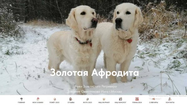 Щенки Золотистого Ретривера 2024