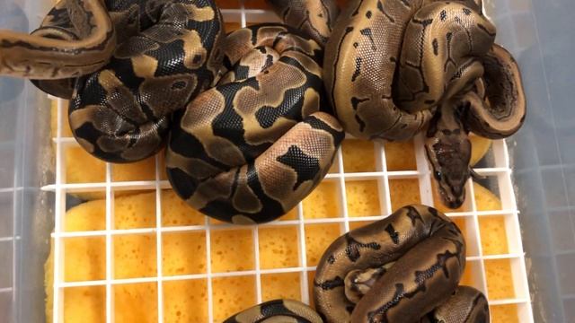 EYE CANDY 6-GENE BALL PYTHON: July 8, 2019 смотреть онлайн