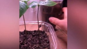 Кобея из семян. Как вырастить кобею из семян. От посева до цветения.