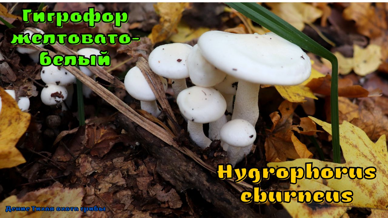 Гигрофор желтовато белый - гриб с нейропротекторным действием | Hygrophorus eburneus смотреть онлайн