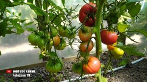 ПОМИДОРЫ КОРОЛЬ ГИГАНТОВ САМЫЕ МЯСИСТЫЕ И СЛАДКИЕ ПОМИДОРЫ