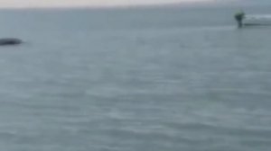 Лохнесское чудовище существует. Видео доказательство  лохнеское чудовище живо и существует .