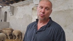 Самая уникальная порода овец! Какие породы овец подходят для России? Преимущества породы Дорсет Пол