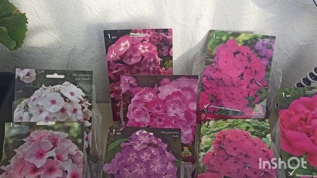 ФЛОКСЫ ИЗ ЛЕРУА МЕРЛЕН. МАРТ 2023 год. смотреть онлайн