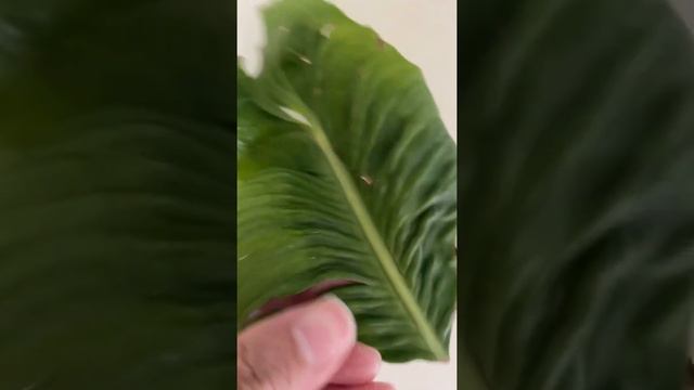 Asmr Anthurium Veitchii after pruning and trimming смотреть онлайн