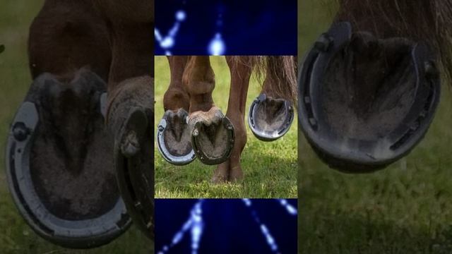 Зачем лошадей подковывают? смотреть онлайн