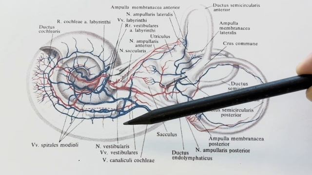 Пульсирующий шум в ушах смотреть онлайн