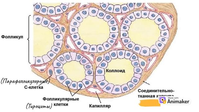 Щитовидная железа(1 часть) смотреть онлайн