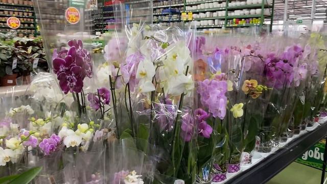 💙💛Метелики ТРИЛІПС🌺Sogo Tris🌺Scention🌺Snowflake🌺Sakura🌺міні та міді ОРХІДЕЇ Київ, 25.12.2022 смотреть онлайн