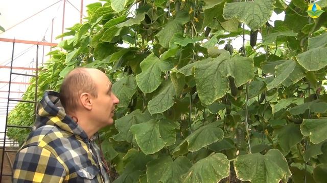 КОРНЕВЫЕ СТИМУЛЯТОРЫ, БИОСТИМУЛЯТОРЫ РОСТА, ГУМАТЫ ДЛЯ ОГУРЦОВ В ТЕПЛИЦЕ (12-03-2019) смотреть онлайн