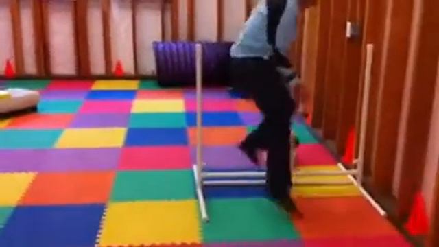 Coton de Tulear puppy- Agility training смотреть онлайн
