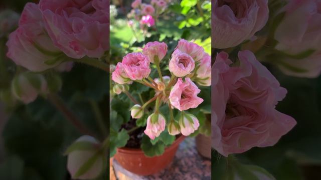 🌺Пеларгония K. Anna-Janet #сортовыепеларгонии #пеларгония #пеларгонии #flower смотреть онлайн