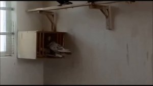 Узбекские бойные голуби в Казахстане / Uzbek  pigeons in Kazakhstan ( Григорий , г. Шымкент )