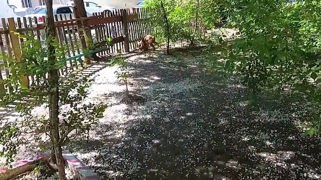 НАША ПРОГУЛКА НА КАРАНТИНЕ//ТРЕНИРОВКА//СПАНИЕЛЬ ЧАРЛИ смотреть онлайн