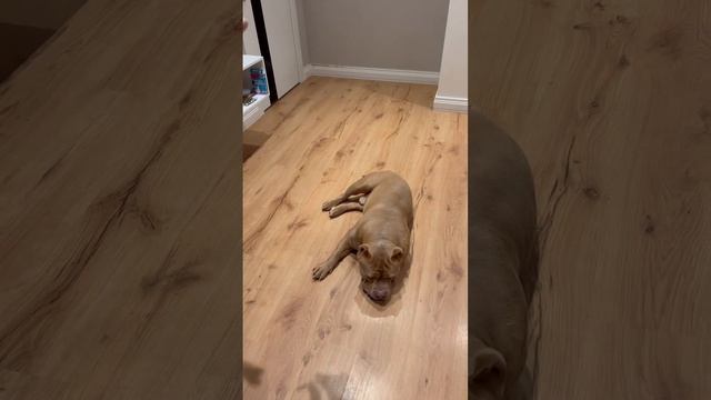 Как научить собаку команде «кувырок» за 1 минуту!)