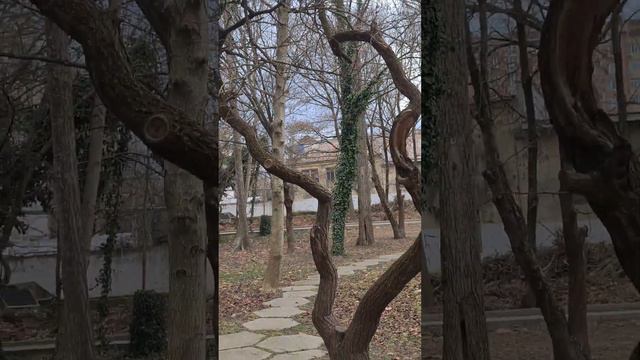 Всё больше деревьев в Крыму охвачены плющом смотреть онлайн
