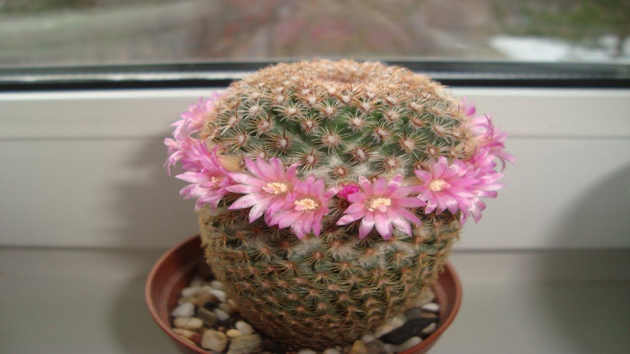 КАК ПОДГОТОВИТЬ ГРУНТ ДЛЯ КАКТУСОВ . КАК ОМОЛОДИТЬ КАКТУС ЧАСТЬ 2 смотреть онлайн