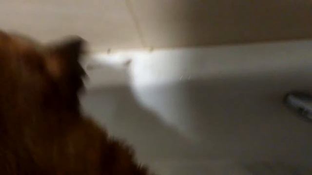 Дрессировка собак. Как правильно чистить зубы. 2018 Training of dogs. How to brush your teeth смотреть онлайн