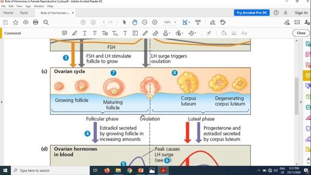 9.2b Female Reproductive System with Mdm Suhaila смотреть онлайн
