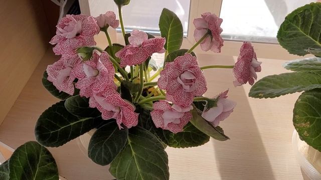 Цветение глоксиний ЕН АННУШКА,ЕН ТАТЬЯНА ЛАРИНА ,ЕН ГИГАНТ ЕН СЛАДКАЯ ЧЕРЕШНЯ букетное цветение 9.0