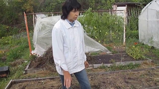 КАК собрать отличный урожай моркови. смотреть онлайн