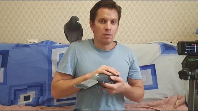 Моя любимая птица - ГОЛУБЬ. И вот почему