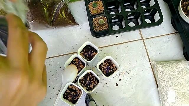 Media buat anakan Echeveria sp. | #Echeveria02 смотреть онлайн