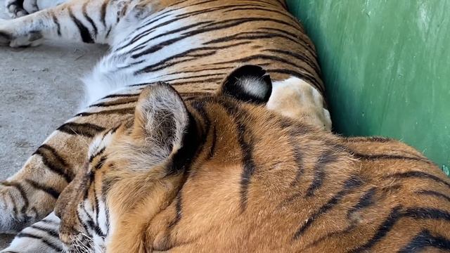 Я поняла почему у нас с Тиграми Бомбеем и Вегой ЕСТЬ ПОНИМАНИЕ ))) смотреть онлайн