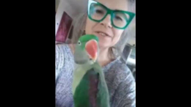 BONGO BILLY AND MARIA SMIRLIS TALKING PARROT ALEXANDRINE смотреть онлайн