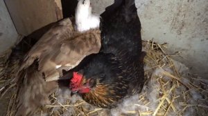 Мама-утка и утята.Вылупление утят от А до Я