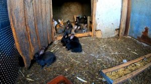 Два ГОДА ВОЛЬЕРУ С КРОЛИКАМИ, РАЗВЕДЕНИЕ КРОЛИКОВ  В ВОЛЬЕРЕ