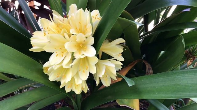 Clivia Miniata смотреть онлайн