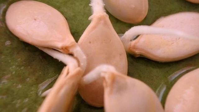 Семена тыквы проросли. Садоводство и огородничество. Gardening and gardening. смотреть онлайн