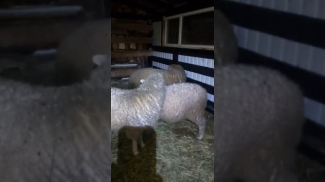 Овцы породы прекос смотреть онлайн