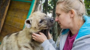 Можно ли приручить гиену? Как общаться с гиеной, содержание гиен.