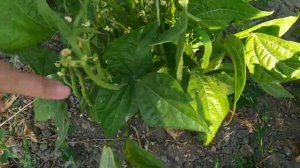 Фасоль спаржевая «Серенгети»