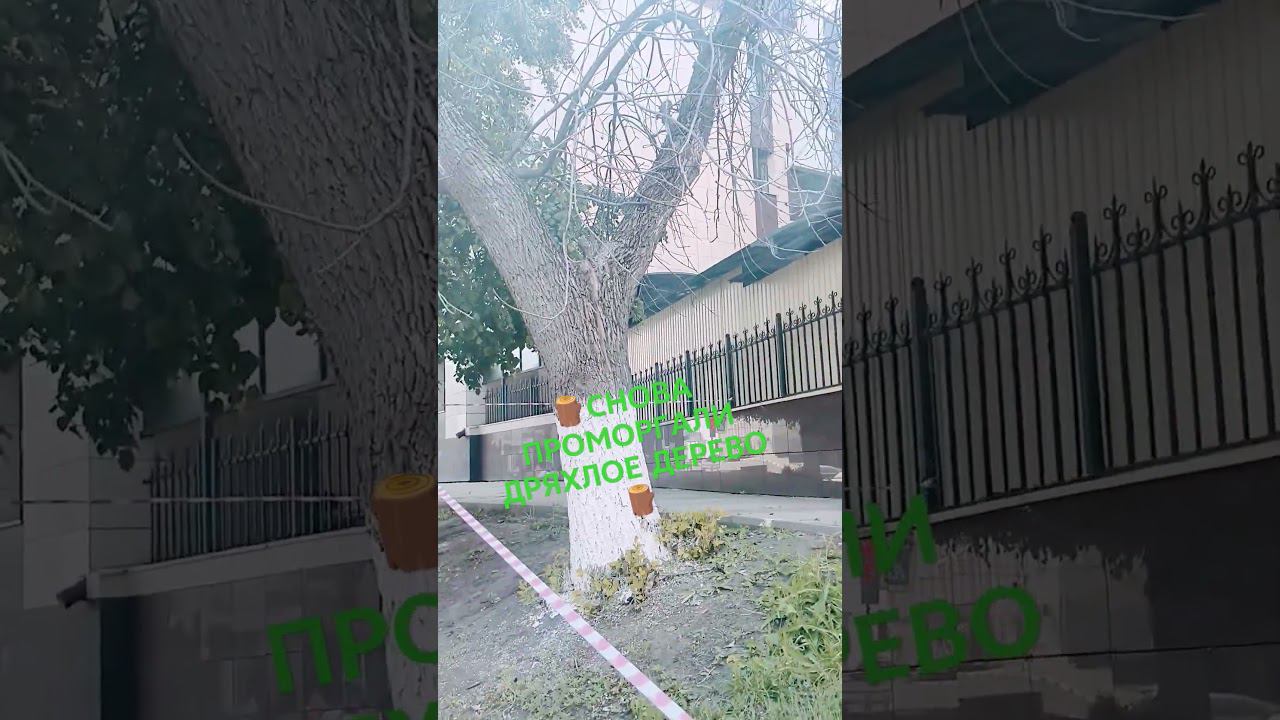 ПОПИЛЬЩИКИ ПРОМОРГАЛИ БОЛЬНОЕ ДЕРЕВО # 2 #старыйоскол #дерево #деревья смотреть онлайн