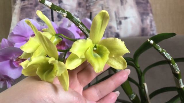 Paphiopedilum White Lady.Phalaenopsis Wild Cat и другие... Brassavola Aristocrat -нужен совет!!! смотреть онлайн