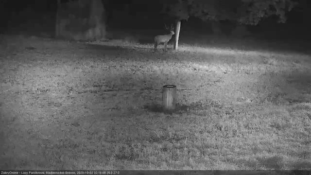 молодой олень и оленихи03.10.20(03:13) смотреть онлайн