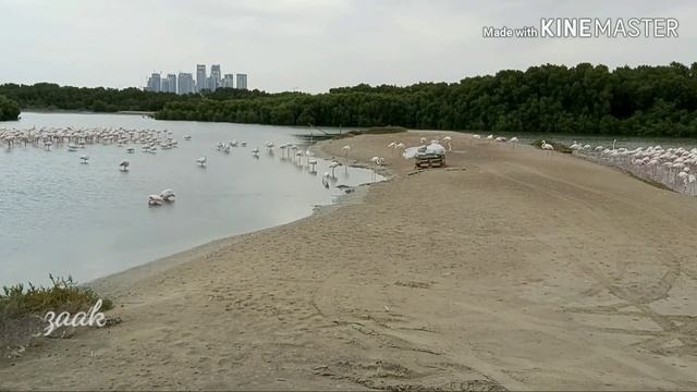 Flamingos at Ras Al Khor Wildlife Sanctuary In Dubai 2020 смотреть онлайн