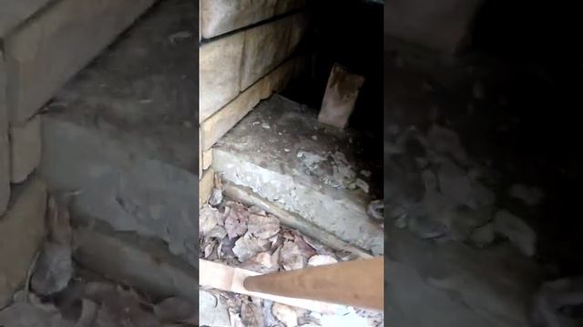 Бешенство у собаки смотреть онлайн