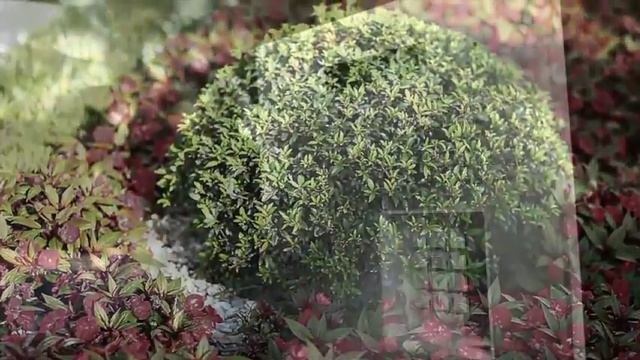 Altos del Mar Lifestyle Video смотреть онлайн